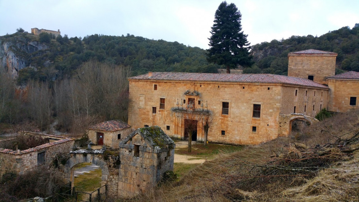 San Pedro de Arlanza y el pinsapo