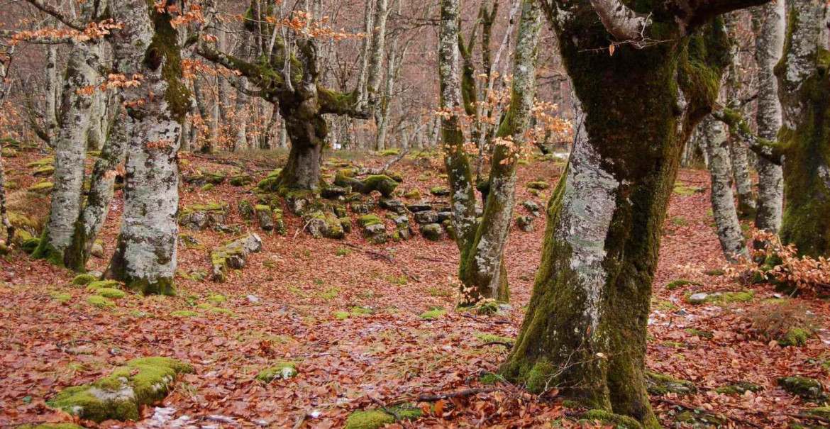 Hayedo del Monte Santiago