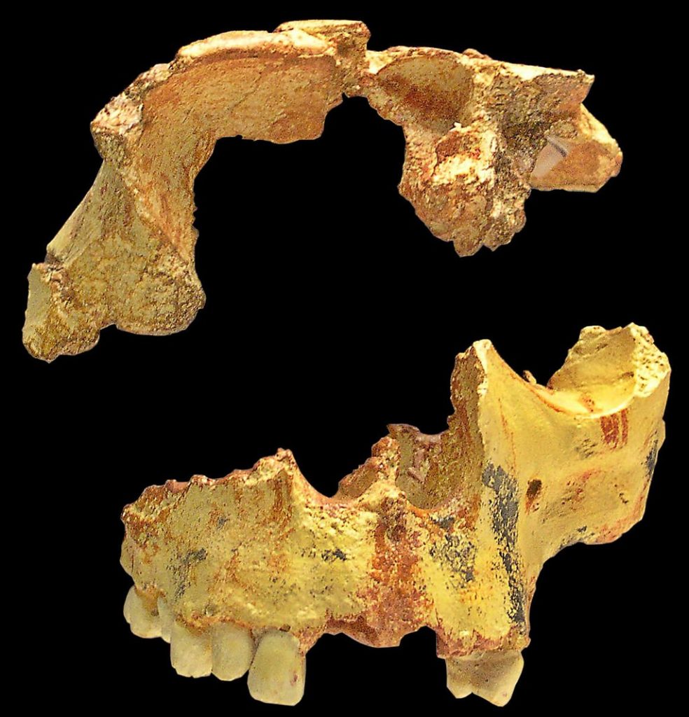 Restos de un cráneo incompleto de Homo antecessor, Gran Dolina (Atapuerca)