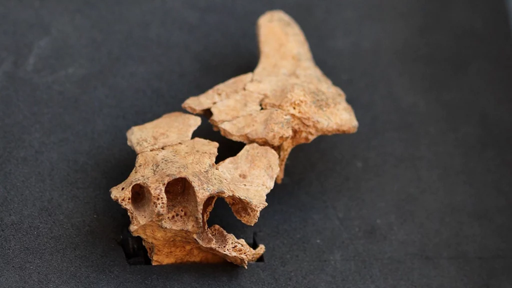 Fragmento de cara de entre 1.400.000 y 1.200.000 años aparecido en el nivel 7 de la Sima del Elefante (Atapuerca)