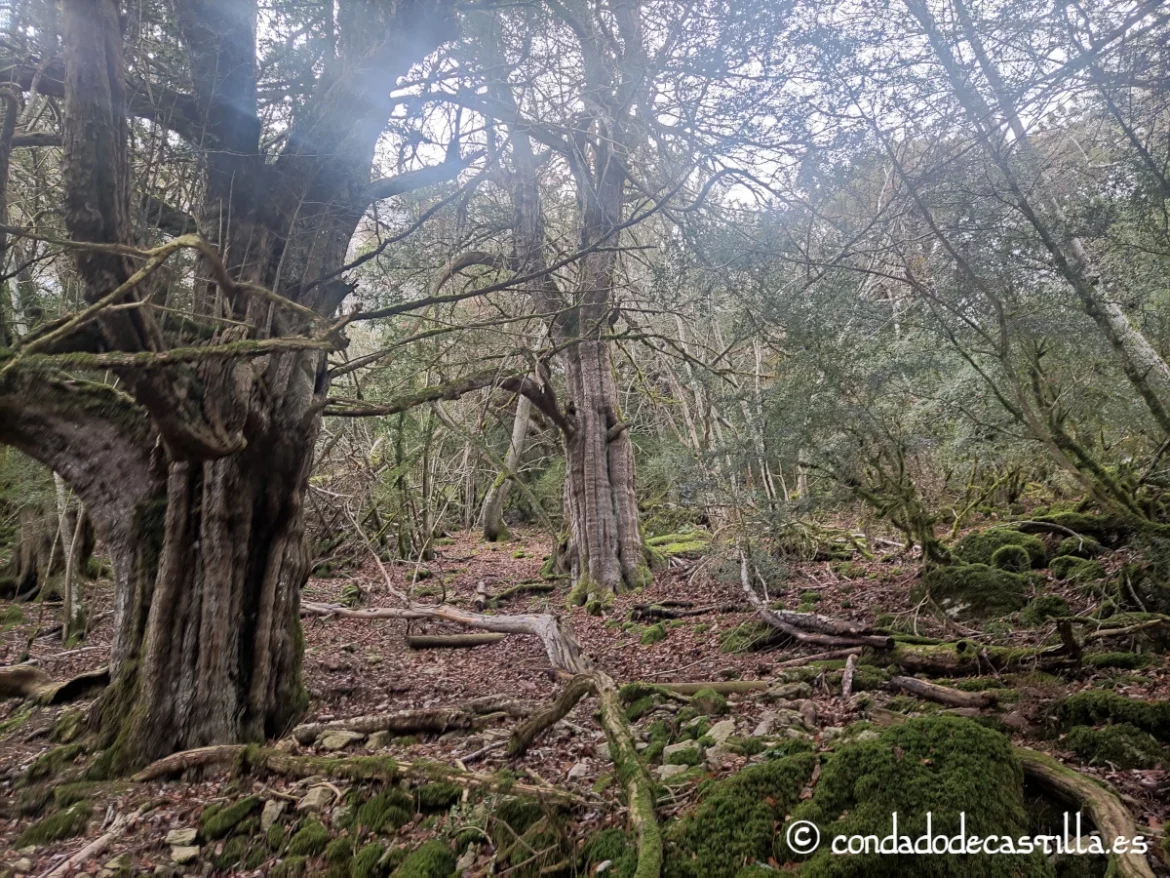 Tejeda de Tartalés de Cilla